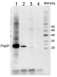 PsbP | 23 kDa protein of the oxygen evolving complex (OEC) of PSII (anti-peptide) in the group Antibodies Plant/Algal  / Photosynthesis  / PSII (Photosystem II) at Agrisera AB (Antibodies for research) (AS06 167)